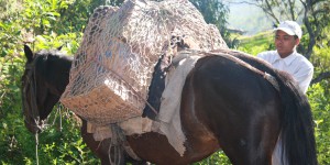 Manna packs being delivered by horse