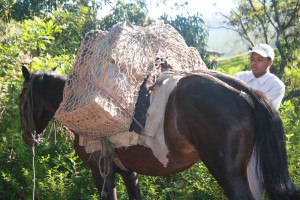 Manna packs being delivered by horse